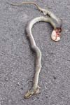 Aesculapian Snake   Elaphe longissima