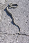 Montpellier Snake   