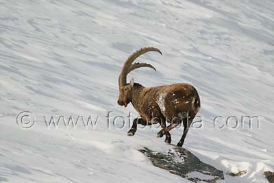     Capra ibex