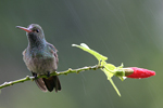 Rufous-tailed Hummingbird    
