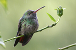 Rufous-tailed Hummingbird    Amazilia tzacatl
