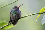 Rufous-tailed Hummingbird    