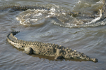 American Crocodile    Crocodylus acutus