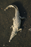      Crocodylus acutus