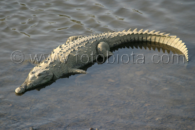      Crocodylus acutus
