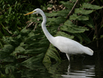 Western Great Egret    