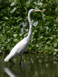 Western Great Egret    