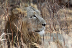 Asiatic Lion    Panthera leo persica