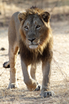 Asiatic Lion    