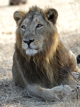 Asiatic Lion    