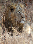      Panthera leo persica