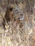      Panthera leo persica