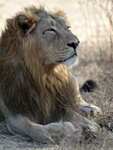 Asiatic Lion    Panthera leo persica
