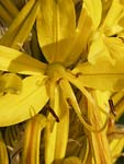 Yellow Asphodel   Asphodeline lutea