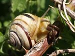 Banded Snail   02.Cepaea vindobonensis