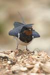 Barn Swallow   Hirundo rustica