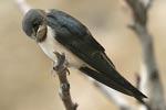 Barn Swallow   Hirundo rustica