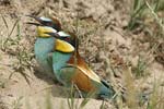 European Bee-eater   Merops apiaster