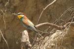 European Bee-eater   Merops apiaster