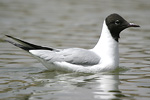 Black-headed Gull   Larus ridibundus
