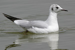 Black-headed Gull   Larus ridibundus