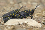 Black Cone-headed Grasshopper   17.Poekylocerus bufonicus