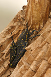 Black Cone-headed Grasshopper   