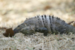 Black Spiny-tailed Iguana    