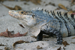 Black Spiny-tailed Iguana    