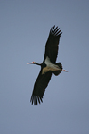 Black Stork    Ciconia nigra