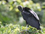 American Black Vulture    