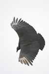 American Black Vulture    