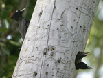 Black Woodpecker    Dryocopus martius
