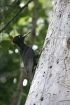 Black Woodpecker    Dryocopus martius