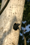 Черен кълвач    Dryocopus martius
