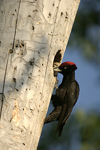 Black Woodpecker    