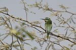 Blue-cheeked Bee-eater   Merops persicus