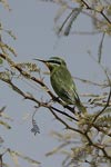 Blue-cheeked Bee-eater   Merops persicus