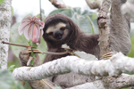 Brown-throated Three-toed Sloth    