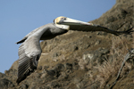 Brown Pelican    Pelecanus occidentalis