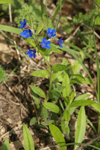 Blue Gromwell    Buglossoides purpureo-coerulea