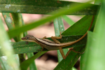 Canopy Anole    