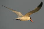 Caspian Tern   