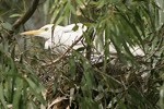 Cattle Egret   