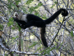 White-headed Capuchin    