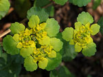 Alternate-leaved Golden Saxifrage   Chrysosplenium alternifolium