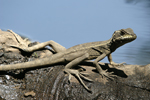 Common Basilisk    