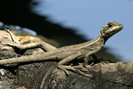 Common Basilisk    