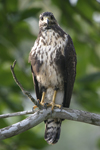 Common Black-Hawk    Buteogallus anthracinus