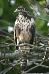Common Black-Hawk    Buteogallus anthracinus